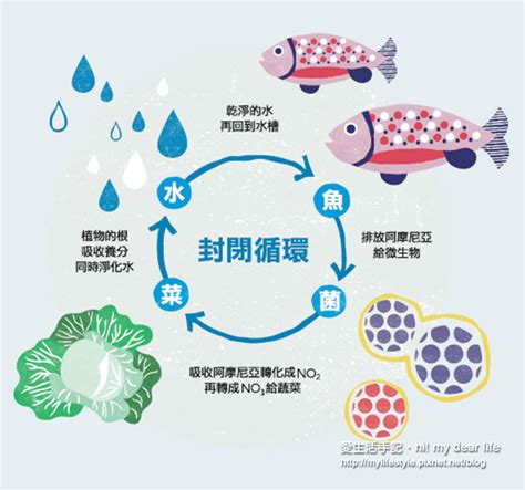 辦公室養魚ptt|[問題] 辦公室缸生物推薦 PTT推薦